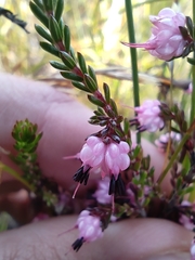 Erica amphigena