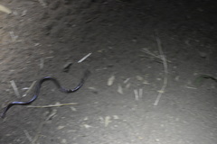 Rena humilis humilis