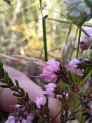 Erica amphigena
