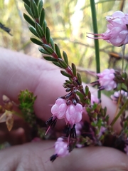 Erica amphigena