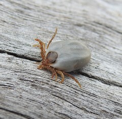 Ixodes holocyclus