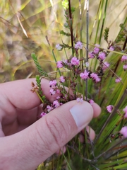 Erica amphigena
