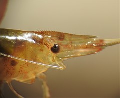 Caridina indistincta