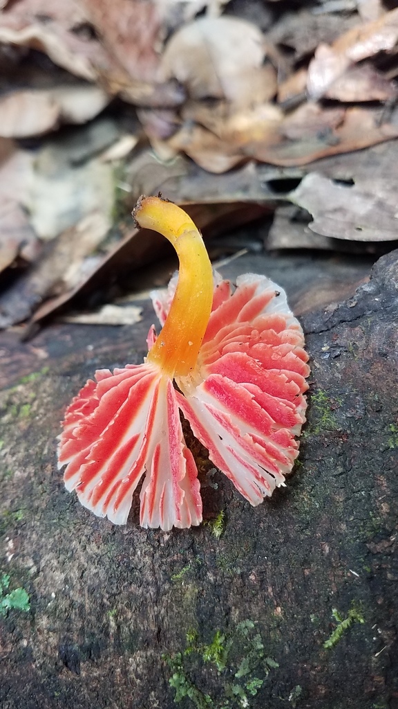 Hygrocybe mirabilis · February 2020 · photo: © alan_rockefeller (iNaturalist, cc-by-sa)