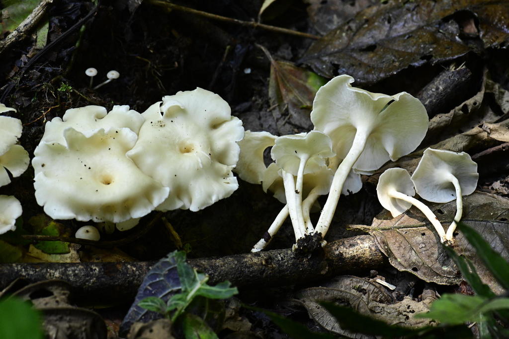 Lentinus flexipes · February 2020 · photo: © alan_rockefeller (iNaturalist, cc-by-sa)