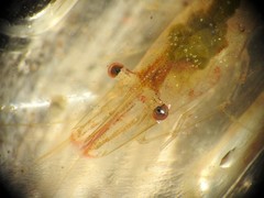 Caridina indistincta