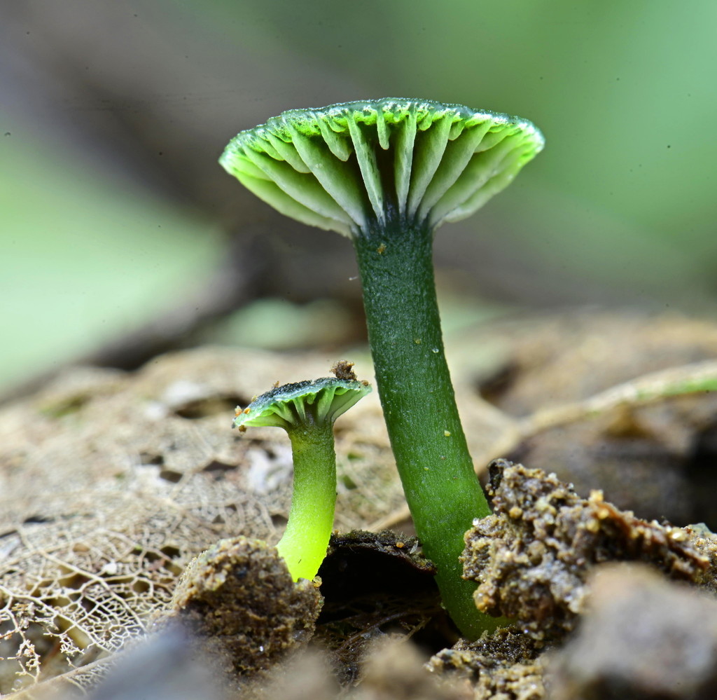Hygrocybe viridiphylla