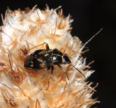 Cyphodema instabilis