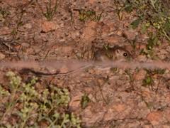 Dipodomys merriami