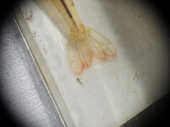 Caridina indistincta