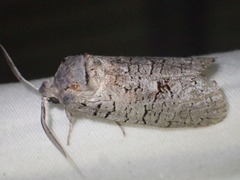 Culama suffusca