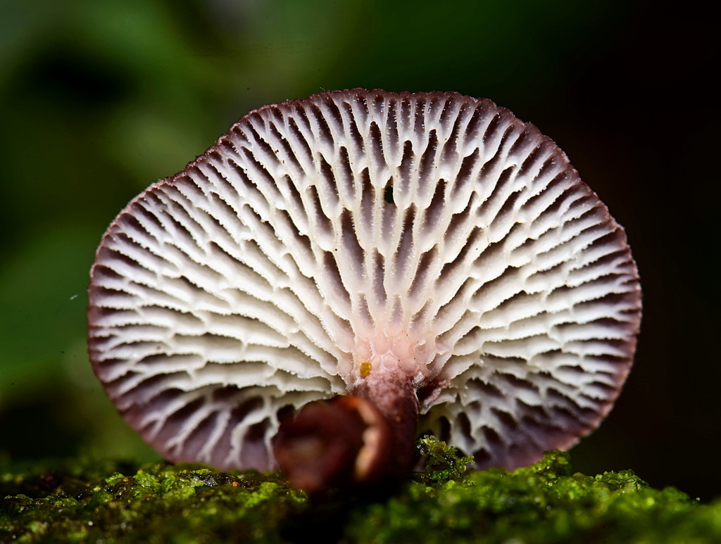 Neofavolus subpurpurascens · February 2020 · photo: © alan_rockefeller (iNaturalist, cc-by-sa)
