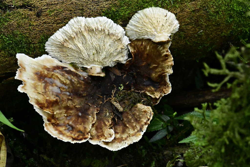 Cymatoderma dendriticum · February 2020 · photo: © alan_rockefeller (iNaturalist, cc-by-sa)