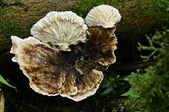 Cymatoderma dendriticum