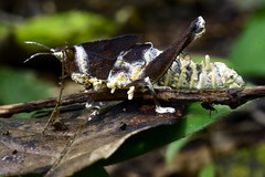 Beauveria locustiphila