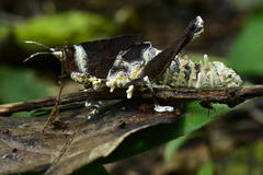 Beauveria locustiphila