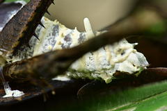 Beauveria locustiphila