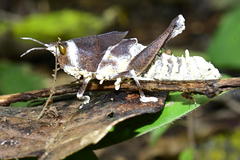 Beauveria locustiphila