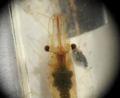 Caridina indistincta