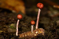 Paraisaria amazonica