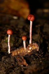 Paraisaria amazonica