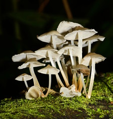 Filoboletus