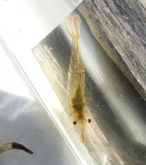 Caridina indistincta