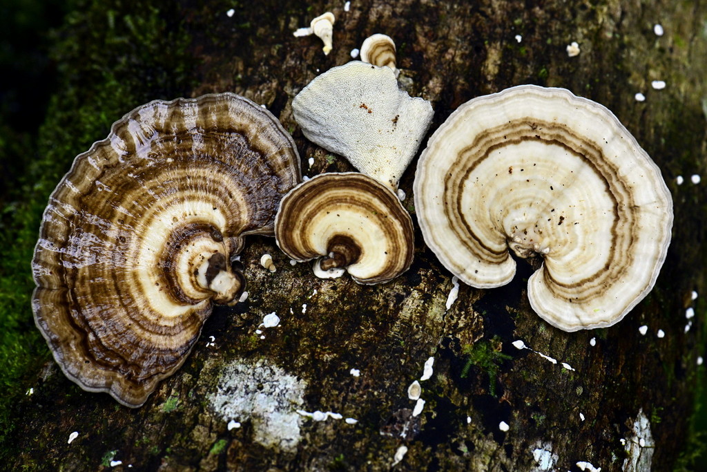 Trametes menziesii · February 2020 · photo: © alan_rockefeller (iNaturalist, cc-by-sa)