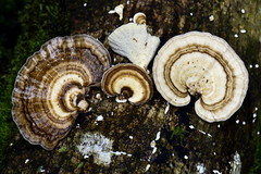 Trametes menziesii