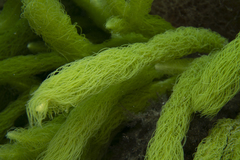 Caulerpa crispata
