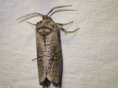 Culama suffusca