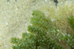 Caulerpa geminata
