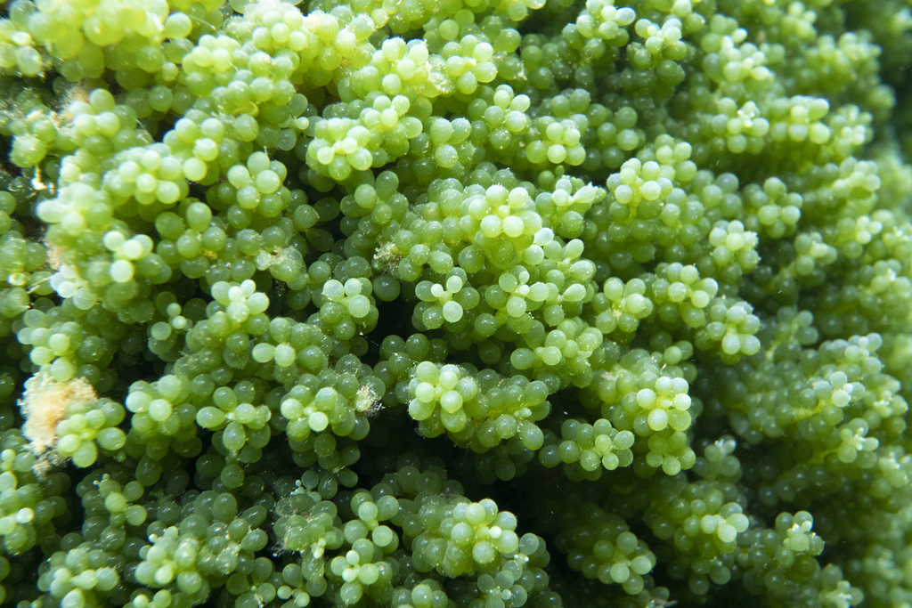 Caulerpa