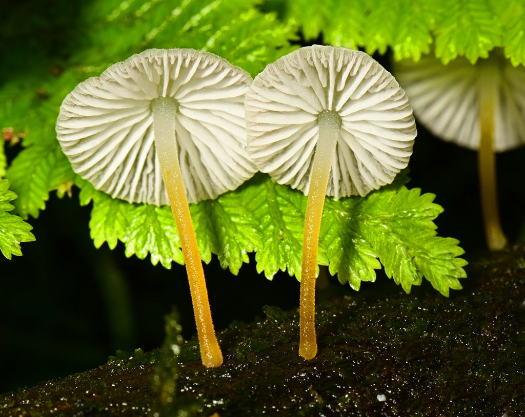 Pseudohiatula irrorata · February 2020 · photo: © alan_rockefeller (iNaturalist, cc-by-sa)