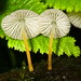 Pseudohiatula irrorata - Photo (c) Alan Rockefeller,  זכויות יוצרים חלקיות (CC BY), הועלה על ידי Alan Rockefeller