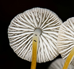 Pseudohiatula irrorata