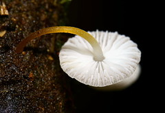 Pseudohiatula irrorata