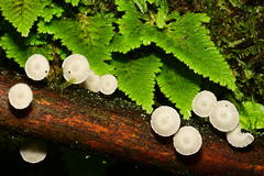 Pseudohiatula irrorata