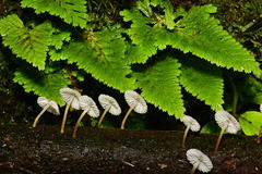 Pseudohiatula irrorata