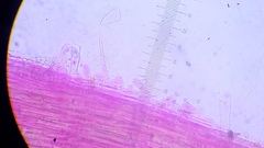 Pseudohiatula irrorata