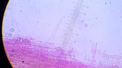 Pseudohiatula irrorata