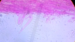 Pseudohiatula irrorata