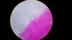 Pseudohiatula irrorata