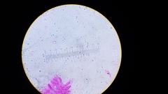 Pseudohiatula irrorata