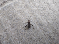 Heegeria tangirica