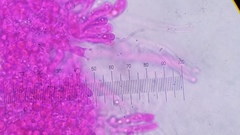 Pseudohiatula irrorata