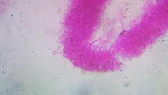 Pseudohiatula irrorata