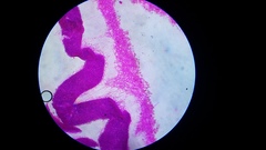 Pseudohiatula irrorata