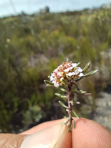 Image of Disparago laxifolia by (c) Seth Musker, some rights reserved (CC BY)