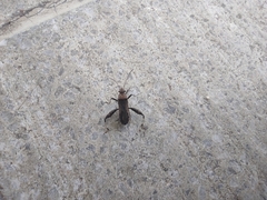 Heegeria tangirica
